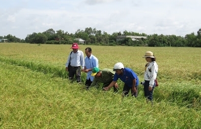 Farmland prices in Vietnam rise during COVID-19