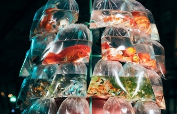 hanoi street fish seller photo won smithsonian photography award