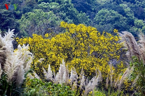 vietnam among top countries for high biodiversity worldwide