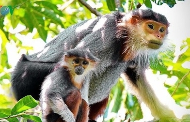 Vietnam among top countries for high biodiversity worldwide