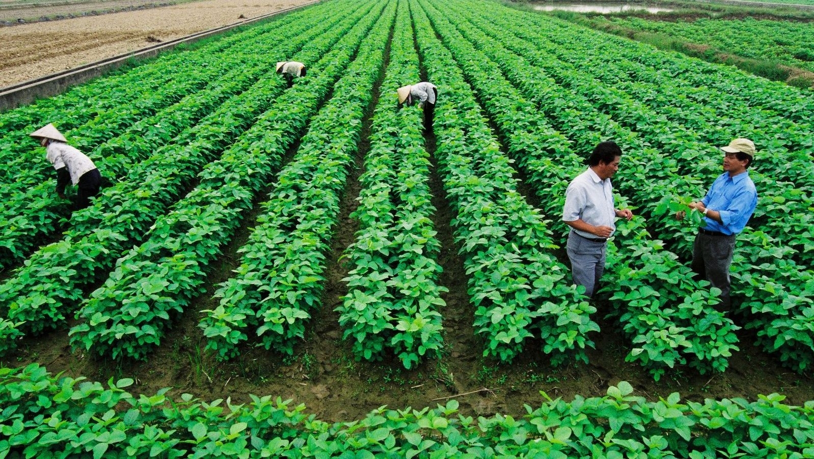 vietnam agriculture set to be in worlds top 15 by 2030