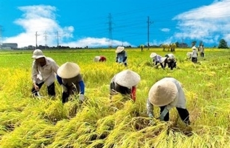 Vietnam agriculture set to be in world's top 15 by 2030