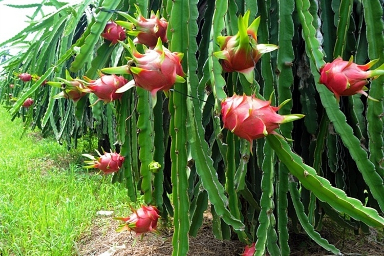 vietnamese dragon fruit to compete with indonesian dragon fruit in china