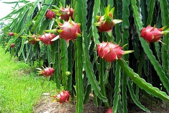 vietnamese dragon fruit to compete with indonesian in chinese market