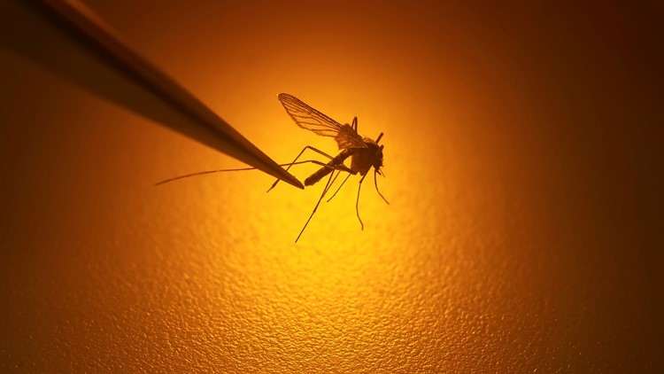 first west nile mosquito found in harris county