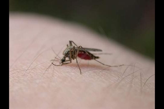 First West Nile mosquito found in Harris County