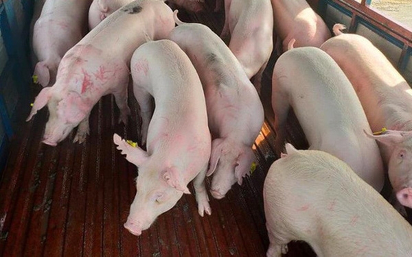 Vietnam to begin importing live pigs from Thailand from June 12