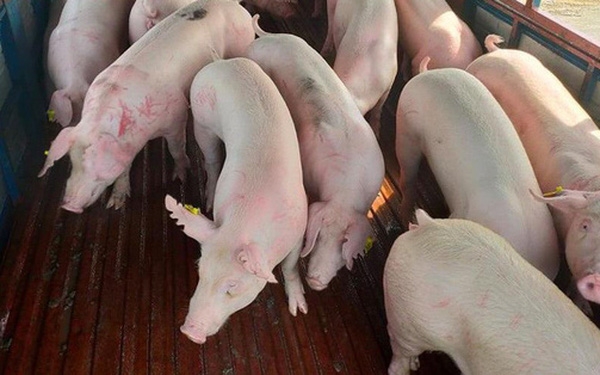 vietnam to begin importing live pigs from thailand from june 12