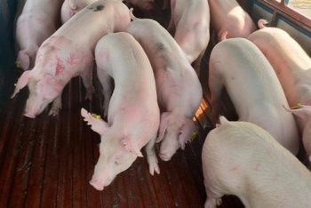 vietnam to begin importing live pigs from thailand from june 12