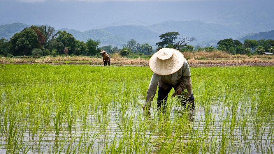 4550 thai government sustainable agriculture