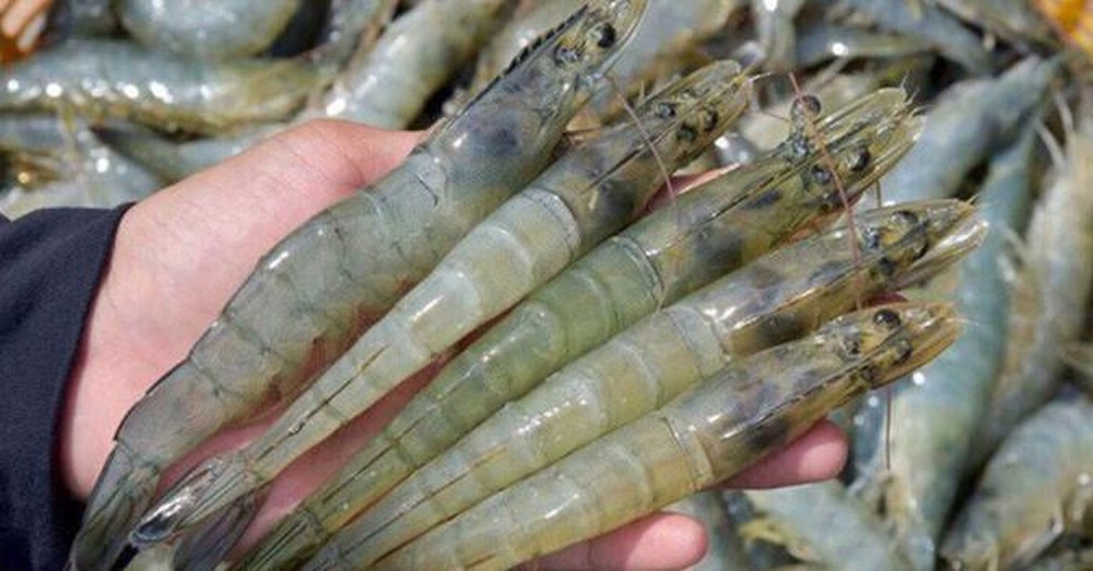 2921 shrimp exports vietnam