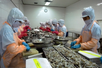 vietnams shrimp exports expect to surge this year