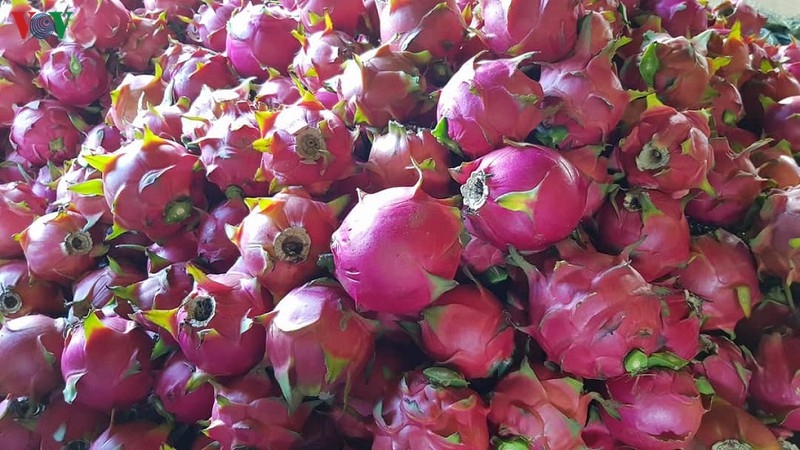 5358 russian market red dragon fruit