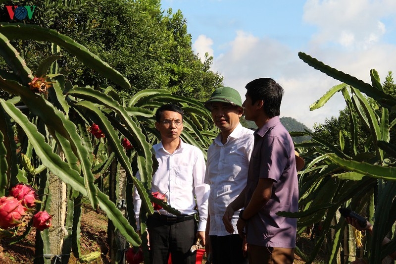 Vietnamese red dragon fruit exported to the Russian market