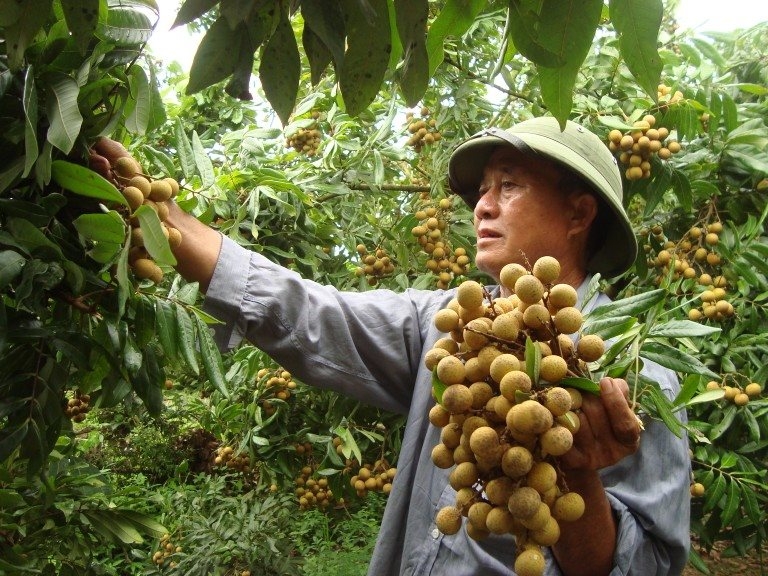 5144 vietnamese longans demanding markets 2020
