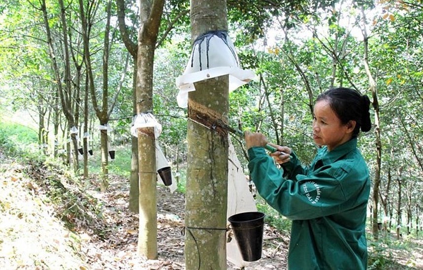 Vietnam Ranks Third In The World In Terms Of Rubber Export Value