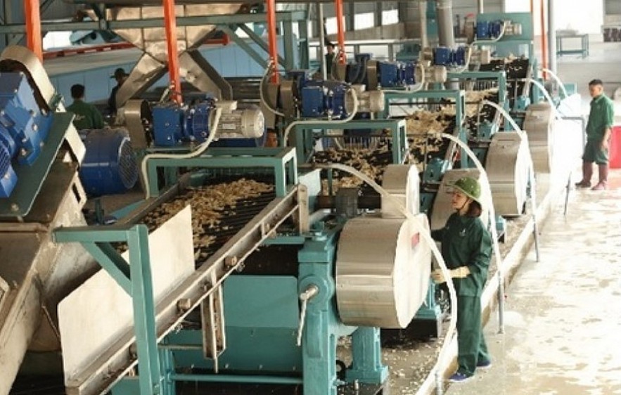 Vietnam Ranks Third In The World In Terms Of Rubber Export Value