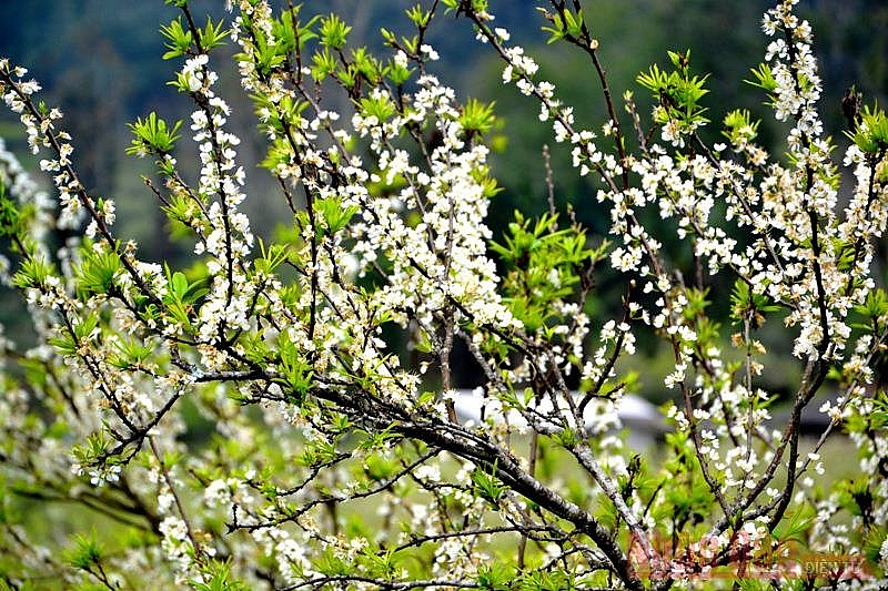 Plum blossoms season in Bac Ha white plateau