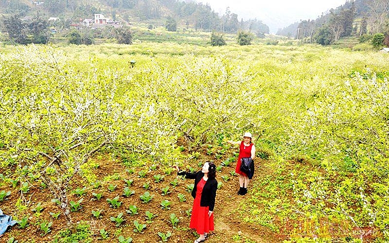 Plum blossoms season in Bac Ha white plateau