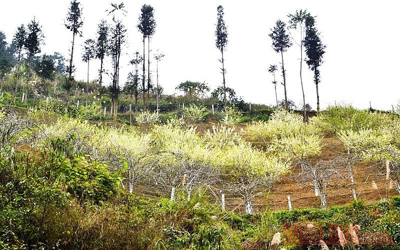 Plum blossoms season in Bac Ha white plateau