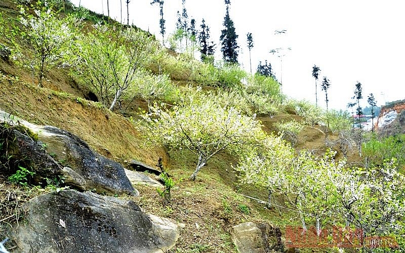 Plum blossoms season in Bac Ha white plateau