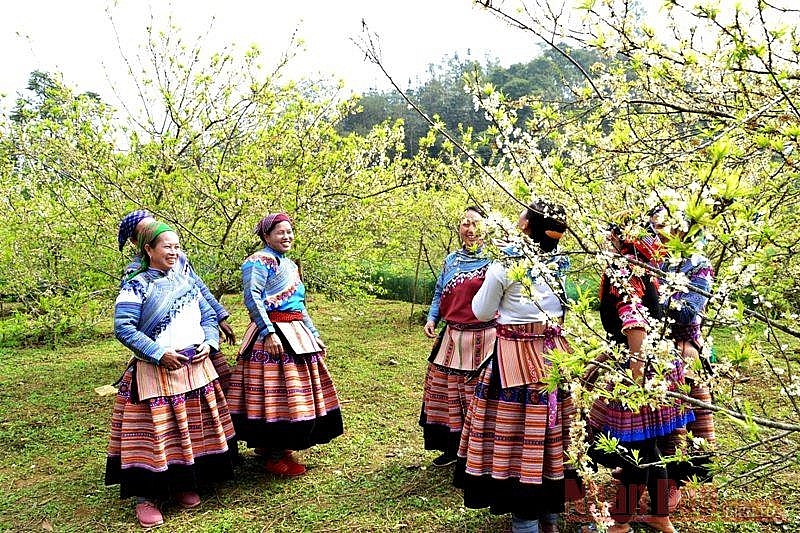 Plum blossoms season in Bac Ha white plateau