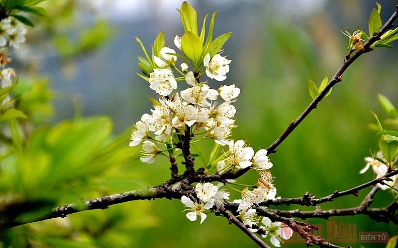 Plum blossoms season in Bac Ha white plateau