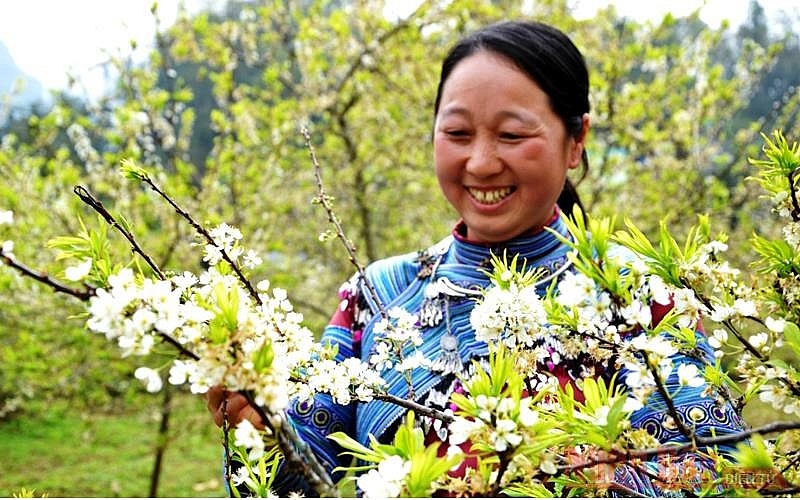 Plum blossoms season in Bac Ha white plateau