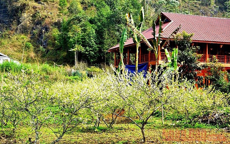 Plum blossoms season in Bac Ha white plateau