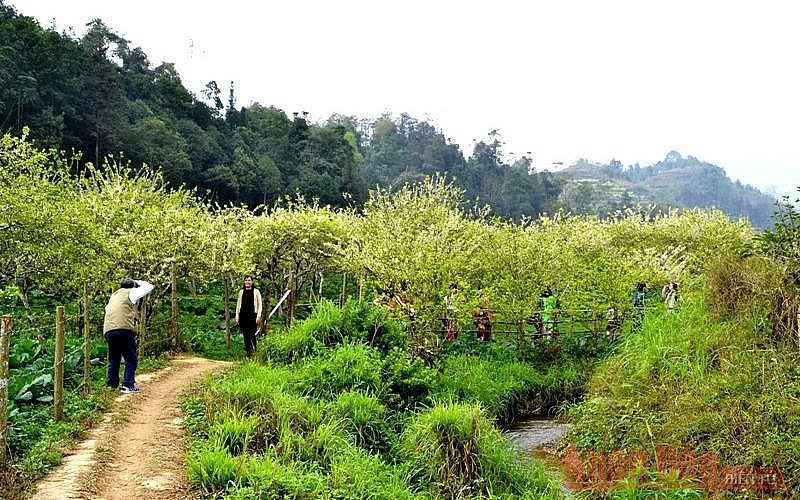 Plum blossoms season in Bac Ha white plateau