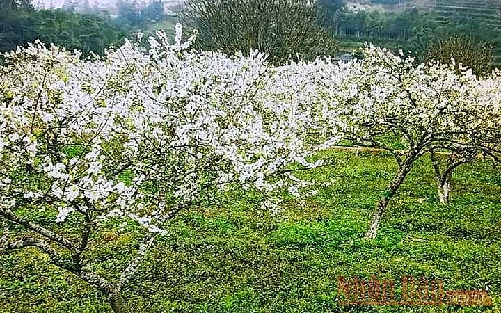 Plum blossoms season in Bac Ha white plateau