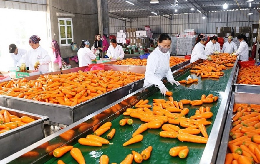 Vietnam's Bright Prospect For Fruit And Vegetable Export To US