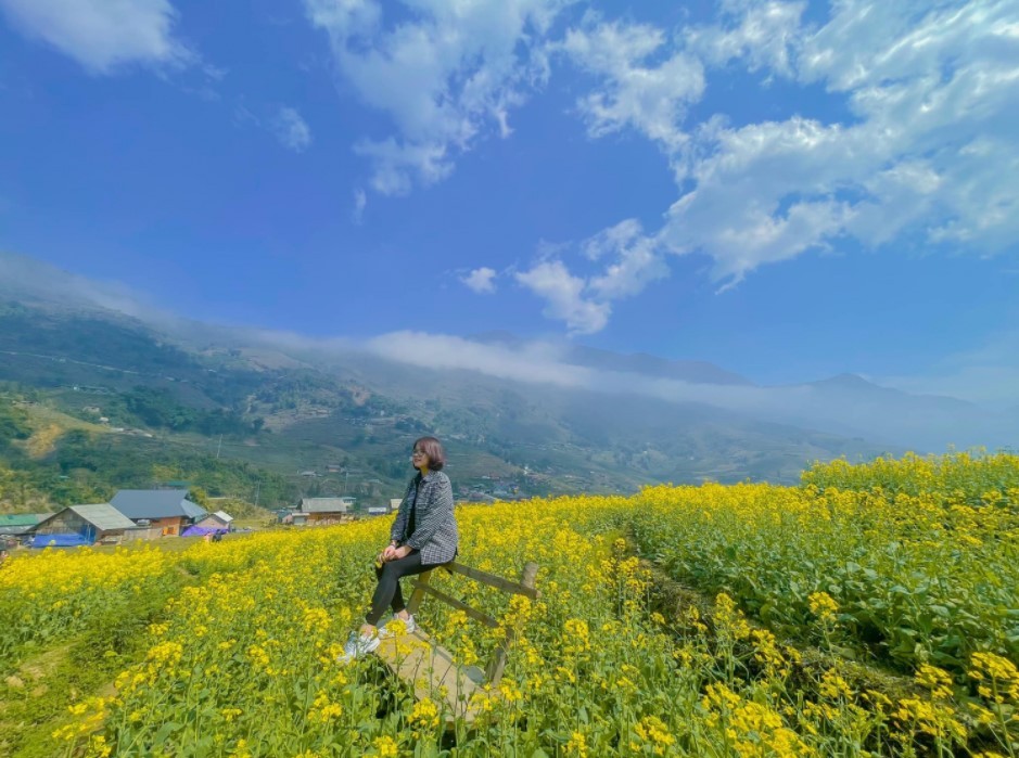 Blooming Yellow Canola Flowers In Sapa Enthral Visitors