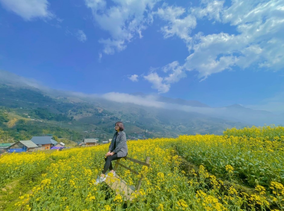 blooming yellow canola flowers in sapa enthral visitors