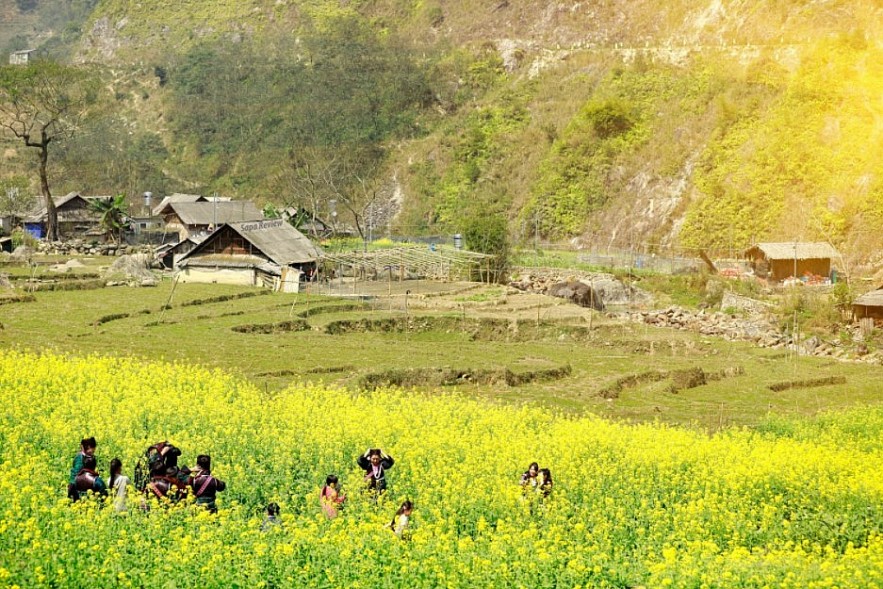 Blooming Yellow Canola Flowers In Sapa Enthral Visitors. Photo: petrotimes.vn.