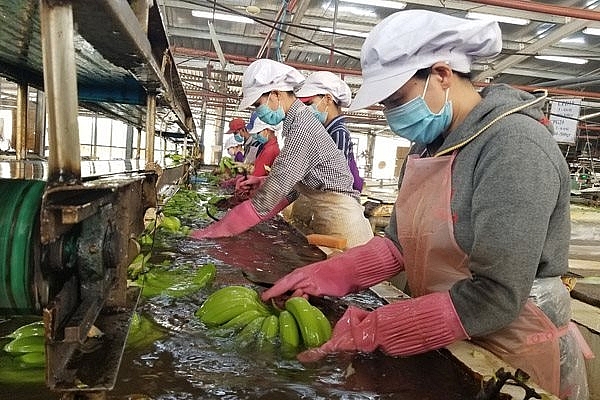 Vietnamese fruit and vegetable businesses seek to meet global demands