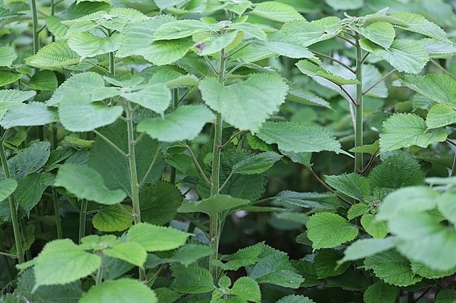 New crop to benefit ethnic minority woman and keep families together