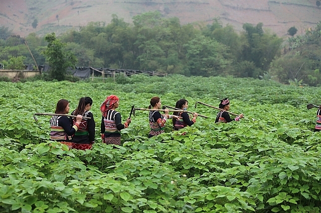 New crop to benefit ethnic minority woman and keep families together