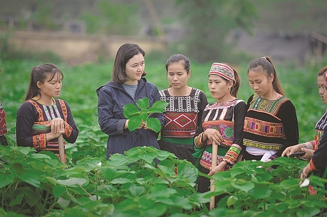 New crop to benefit ethnic minority woman and keep families together