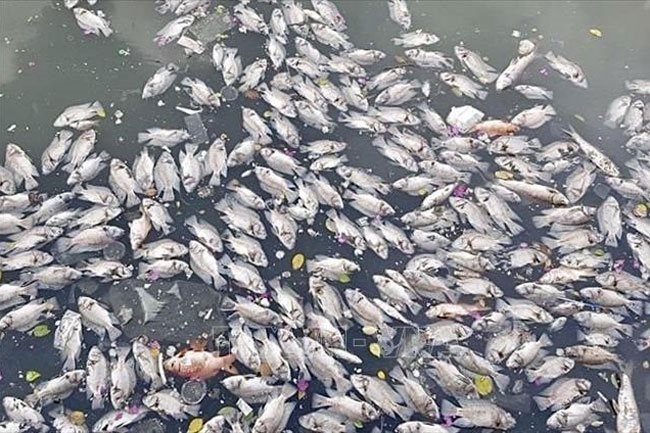 Tons of fish die en masse in HCMC canal and lakes after unseasonal rain