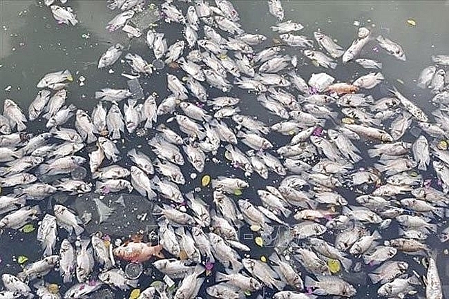 Dead fish seen floating in the Nhieu Loc-Thi Nghe Canal in HCMC after non-seasonal rain – PHOTO: VNA