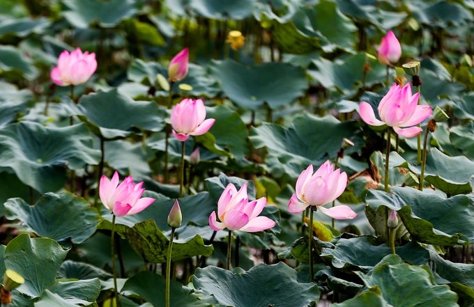 Lotus season in full swing in Saigon's town