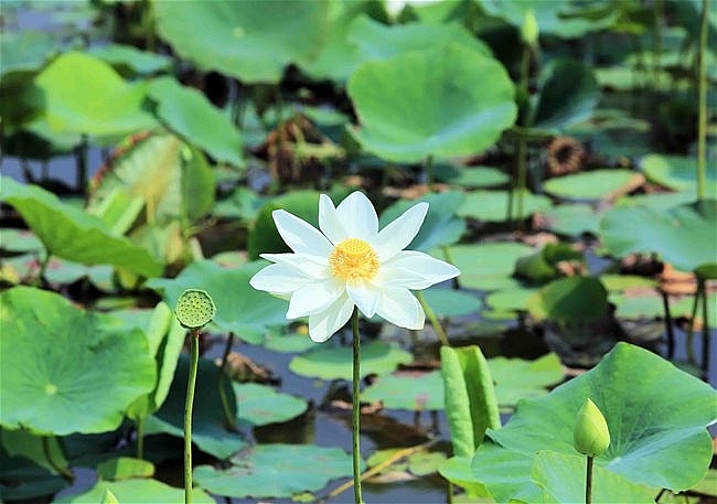 Lotus season in full swing in Saigon's town