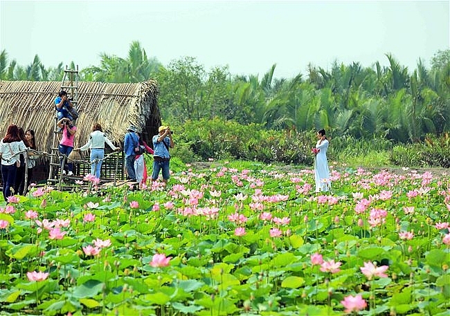 Lotus season in full swing in Saigon's town