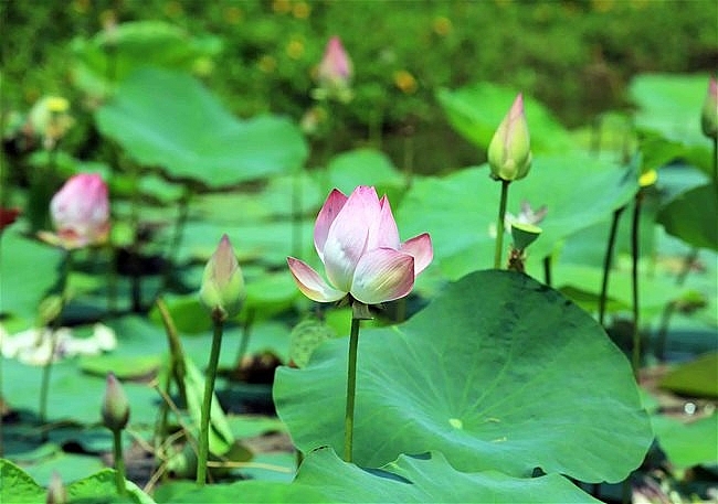 Lotus season in full swing in Saigon's town