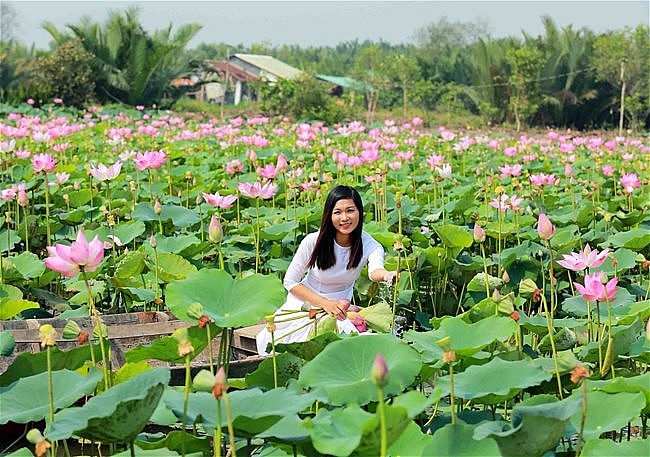 Lotus season in full swing in Saigon's town