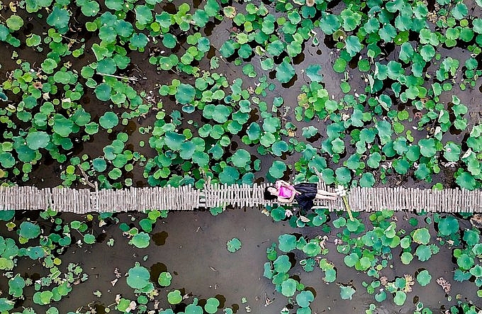 Lotus season in full swing in Saigon's town