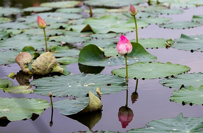 Lotus season in full swing in Saigon's town