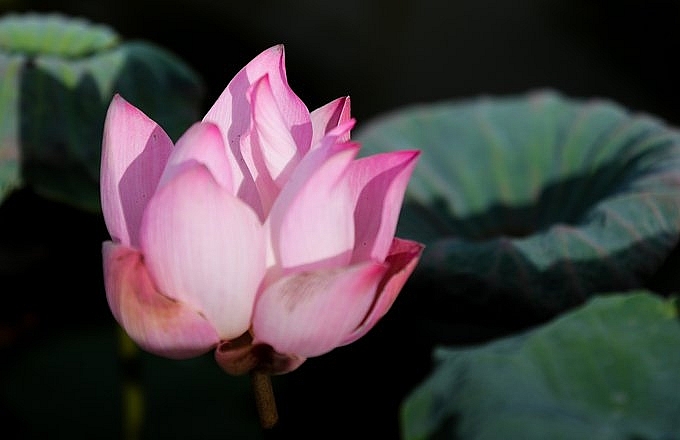 Lotus season in full swing in Saigon's town