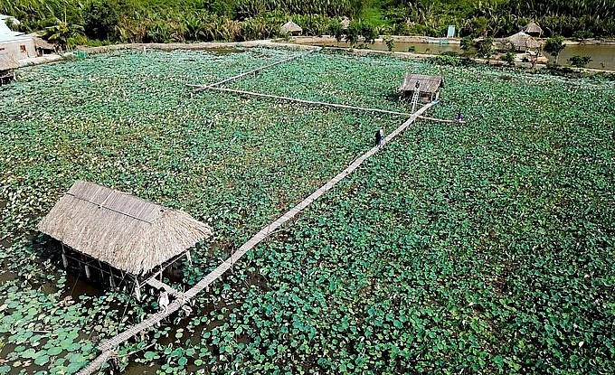 Lotus season in full swing in Saigon's town